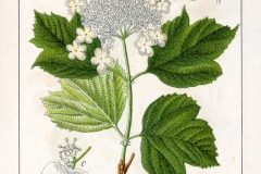 Plant-illustration-of-Guelder-Rose
