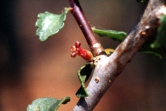Branches