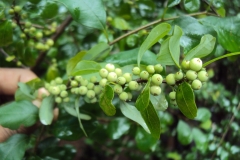 Fruits