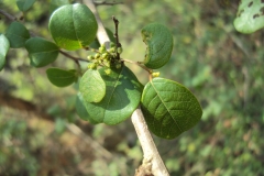 Leaves