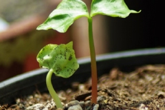 Seedlings