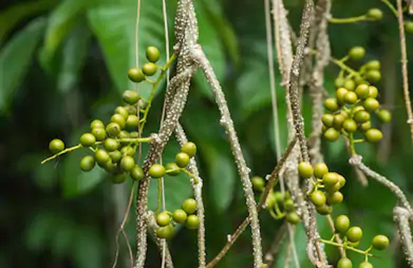 Unripe-fruits-of-Gulancha-tinospara-on-the-plant