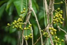 Unripe-fruits-of-Gulancha-tinospara-on-the-plant