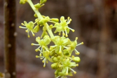 Flowers-of-Gulancha-tinospara