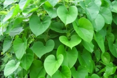 Gulancha-tinospara-growing-wild
