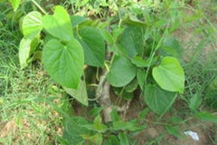 Gulancha-tinospara-plant