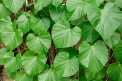 Leaves-of-Gulancha-tinospara