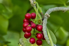 Mature-fruits-of-Gulancha-tinospara
