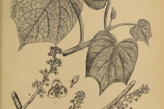 Plant-Illustration-of-Gulancha-tinospara