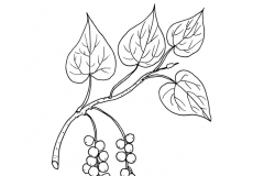 Sketch-of-Gulancha-tinospara-plant