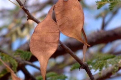 Dried-seeds-of-Gum-Arabic