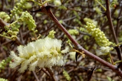 Flower-of-Gum-Arabic