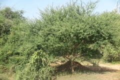 Gum-Arabic-Tree