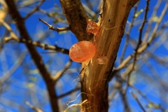 Gum-Arabic-on-the-tree