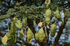 Immature-fruits-of-Gum-Arabic