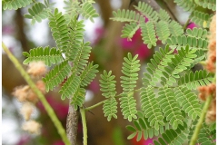 Leaves-of-Gum-Arabic