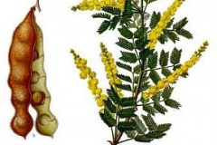 Plant-illustration-of-Gum-Arabic