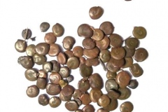 Seeds-of-Gum-Arabic