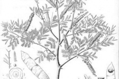 Sketch-of-Gum-Arabic