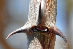 Thorns-of-Gum-Arabic