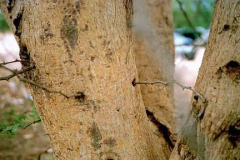 Trunk-of-Gum-Arabic