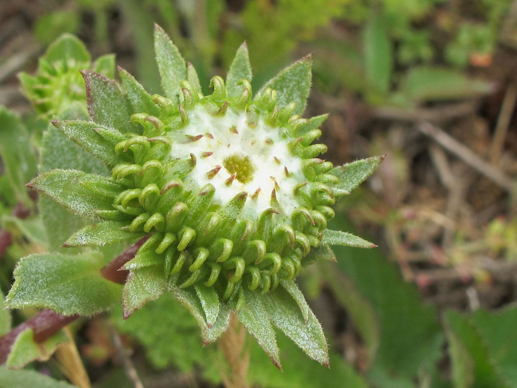Flowering-bud-of-Gumplant