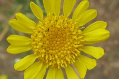 Closer-view-of-Flower-of-Gumplant