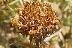 Dried-seeds-of-Gumplant