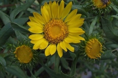 Flower-of-Gumplant