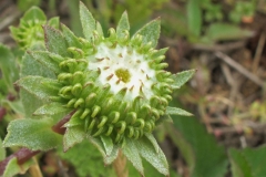 Flowering-bud-of-Gumplant