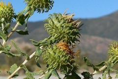 Fruit-of-Gumplant