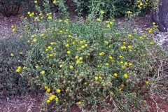 Gumplant-growing-wild