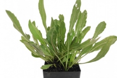 Gumplant-grown-on-the-pot