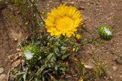 Gum Plant
