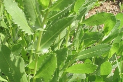 Leaves-of-Gumplant