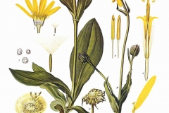 Plant-Illustration-of-Gumplant