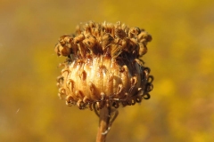 Seed-head-of-Gumplant