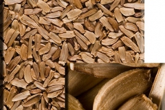 Seeds-of-Gumplant