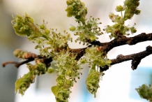 Hackberry-flower