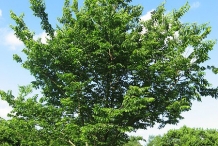 Hackberry-tree