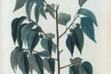 Illustration-of-Hackberry-plant