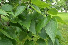 Leaves-of-Hackberry