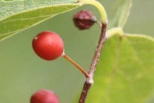 Ripened-Hackberry
