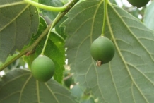 Unripened-Hackberry