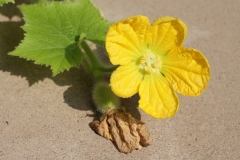 Hairy-cucumber-flower