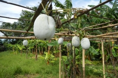 Hairy-cucumber-fruit