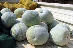 Hairy-cucumber-fruits