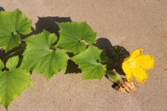 Hairy-cucumber-leaves