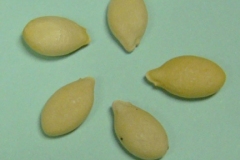 Hairy-cucumber-seeds