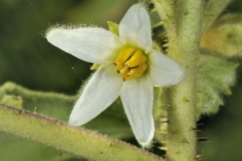 Closer-view-of-flower-of-Hairy-Eggplant